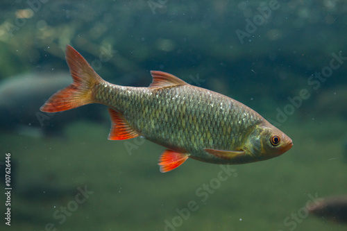 Common rudd (Scardinius erythropthalmus).