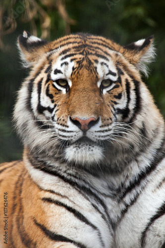 Fototapeta Naklejka Na Ścianę i Meble -  Siberian tiger (Panthera tigris altaica)