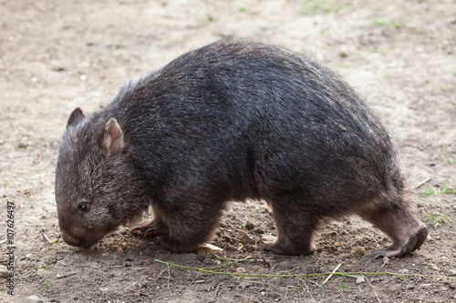 Photos Common wombat (Vombatus ursinus).