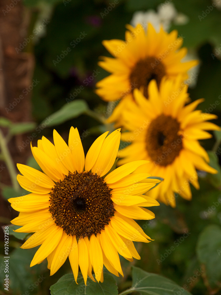 Close up of yellow flowers in a garden. Close up of yellow flowers in a garden.