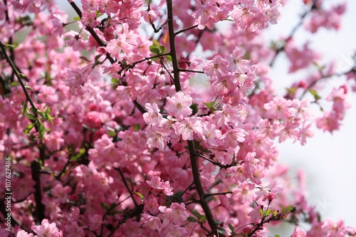 Wallpaper Mural 青空とハナカイドウ Torontodigital.ca