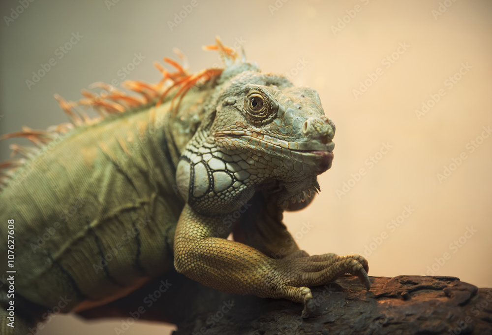 Close-up of Iguana Close-up of Iguana