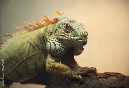 Close-up of Iguana © Baronb