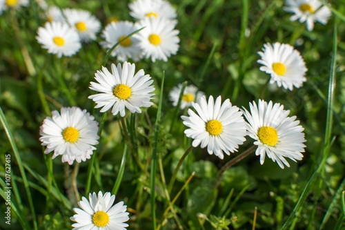 Fototapeta Naklejka Na Ścianę i Meble -  Daisies in the grass