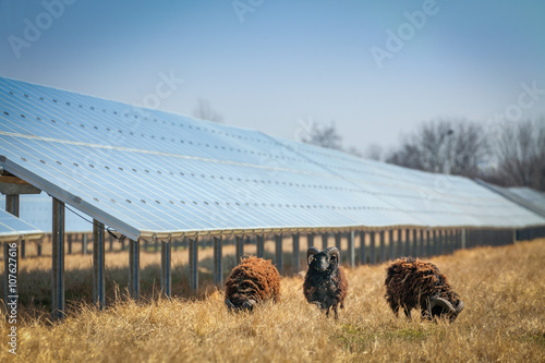 Alte Schafrasse bei moderner Photovoltaikanlage photo