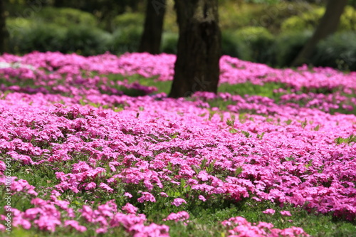 芝桜