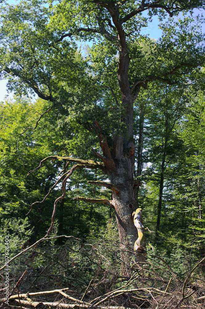 Fototapeta premium Urwald Sababurg-XXIII- 