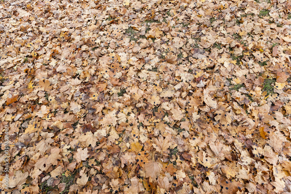 Autumn Park, overcast Autumn Park, overcast