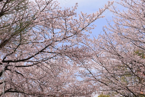 爽やかな桜並木