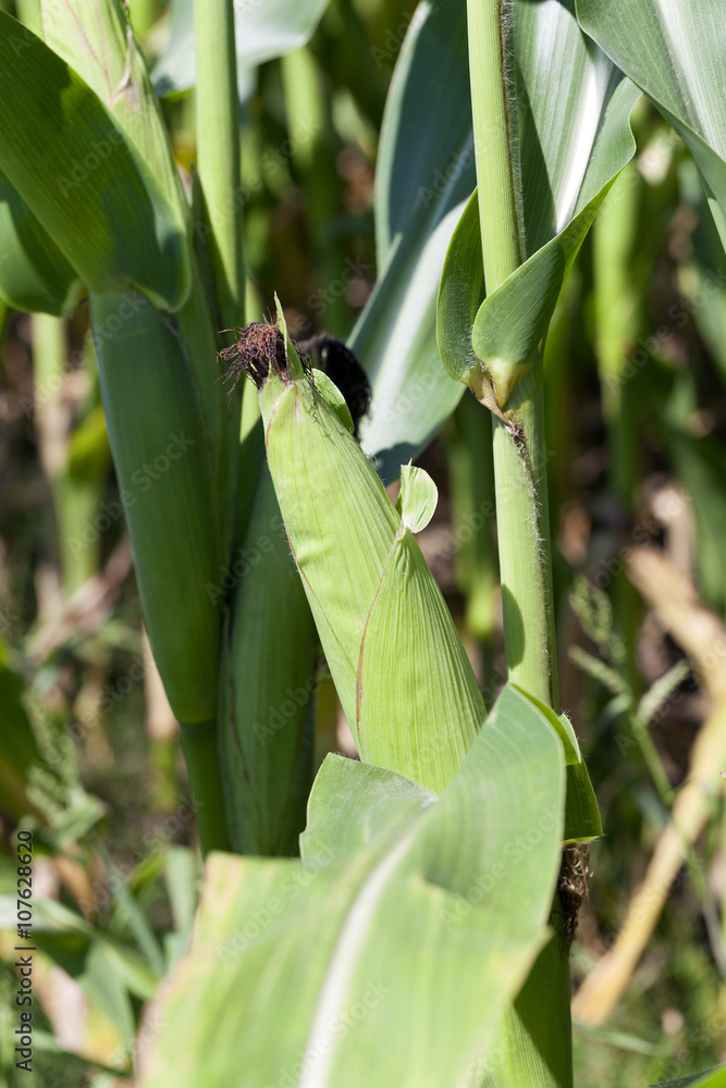 Obraz premium ear of corn 