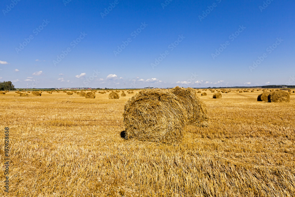 Fototapeta premium haystacks straw , summer
