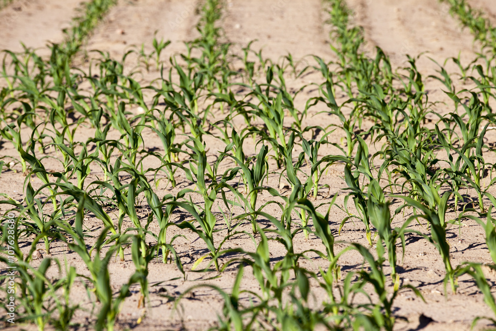 corn field. close-up  