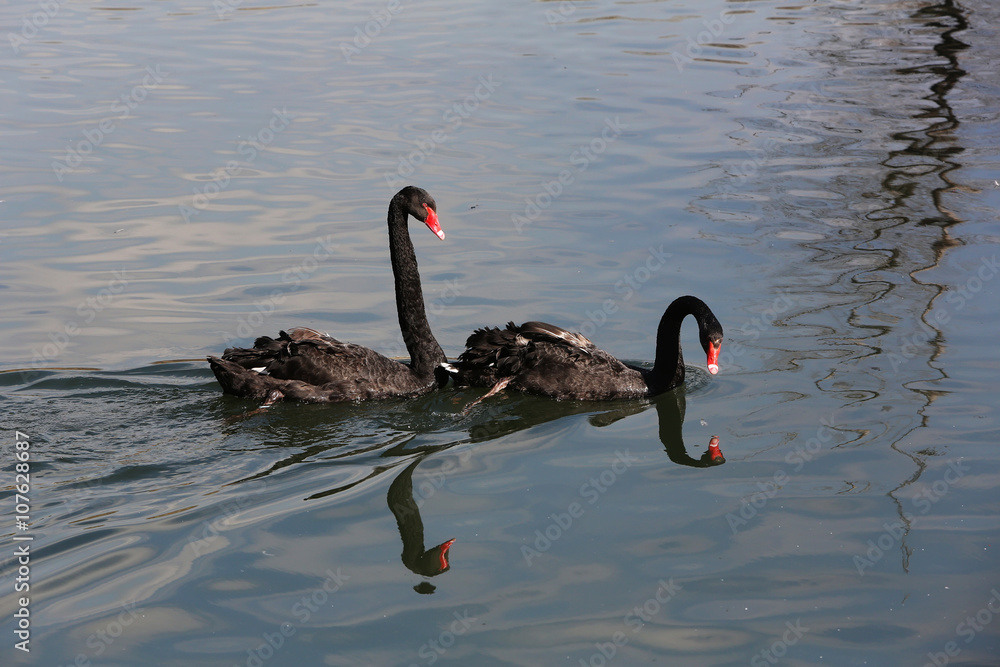 Naklejka premium A pair of black swans swimming in the pond