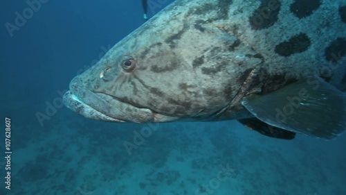 Curious potato cod (Epinephelus tukula) underwater at Aliwal Shoal, Durban, South Africa  photo