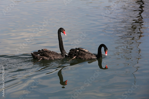 A pair of black swans swimming in the pond