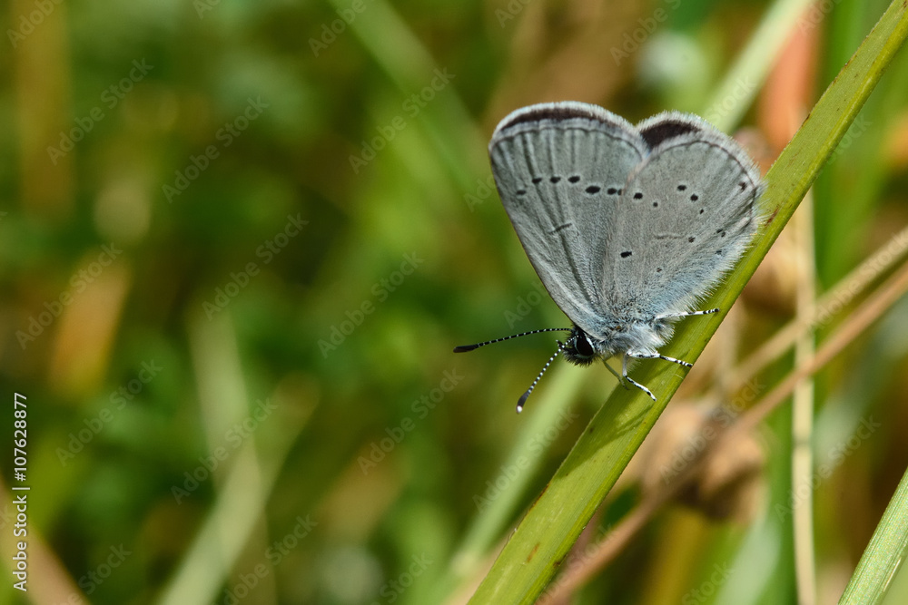 Fototapeta premium Small blue (Cupido minimus) showing underside of wings. Delicate little blue butterfly in the family Lycaenidae, at rest in a British meadow