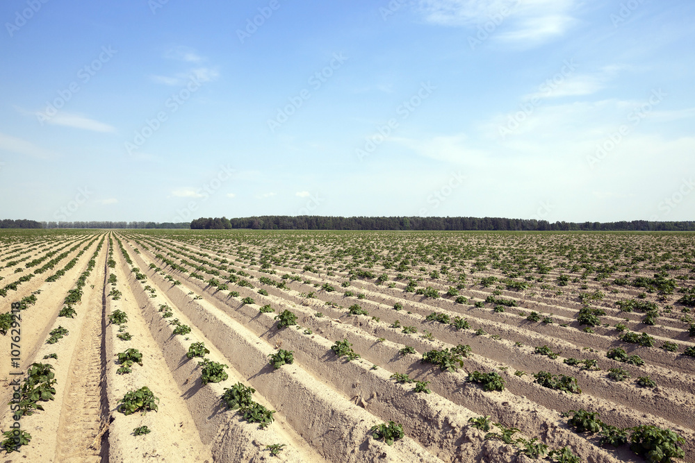 Field with potato 