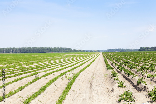 green carrot field  