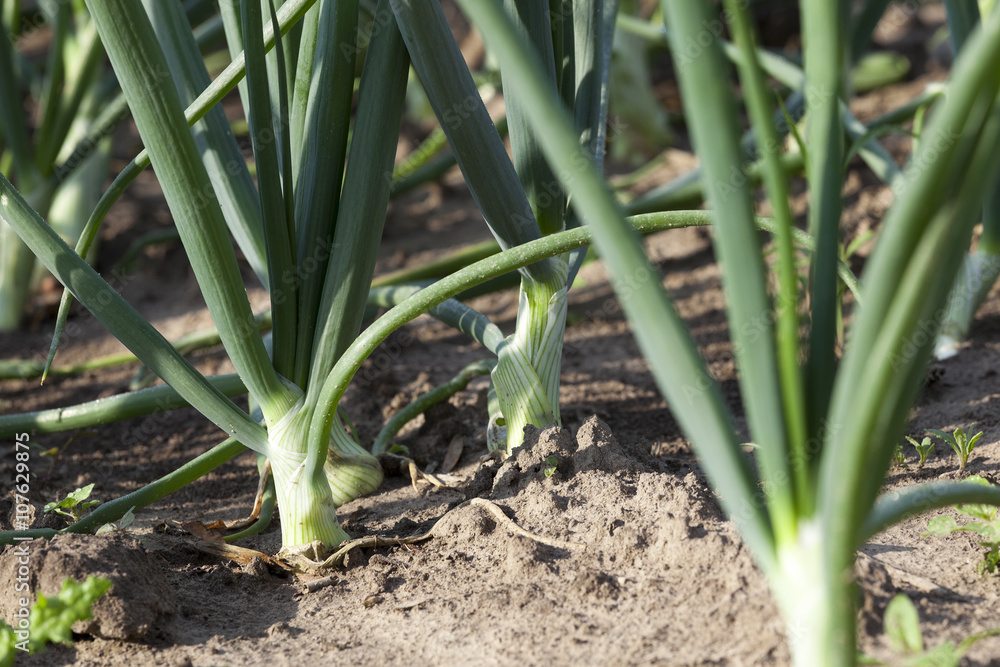 Fototapeta premium sprouts green onions 