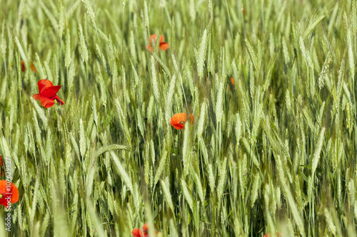 blooming red poppies 