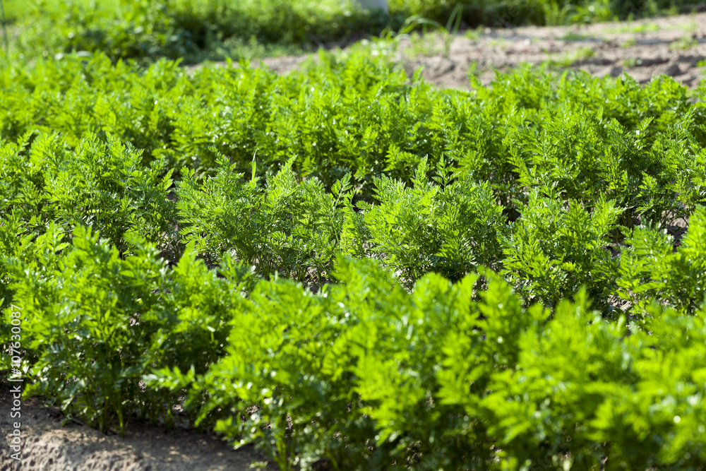 Field with carrot Field with carrot