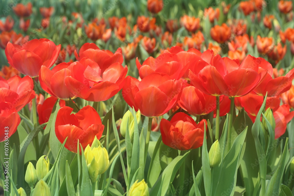 Fototapeta premium Tulip Orange Panic 7