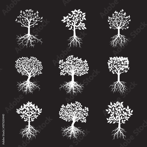 Set White Trees and Roots. Vector Illustration.