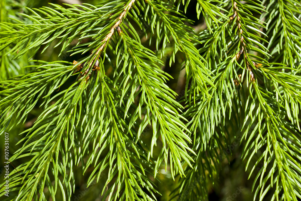 Closeup on Vegetation Outdoors Closeup on Vegetation Outdoors