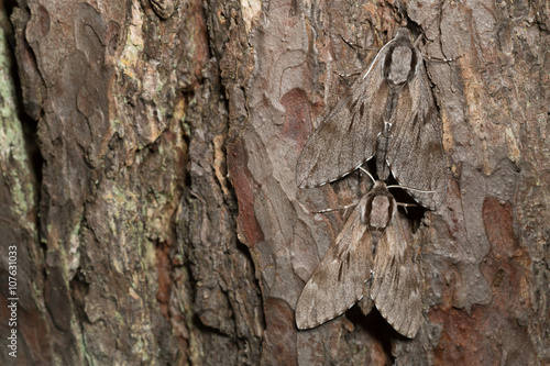 Pair of  pine hawk-moths, Sphinx pinastri on pine bark photo