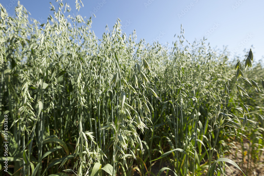 Fototapeta premium immature green grass 