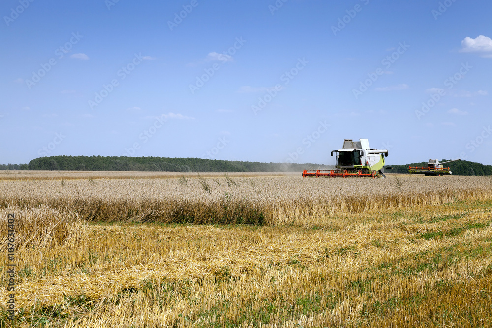  harvest of cereals