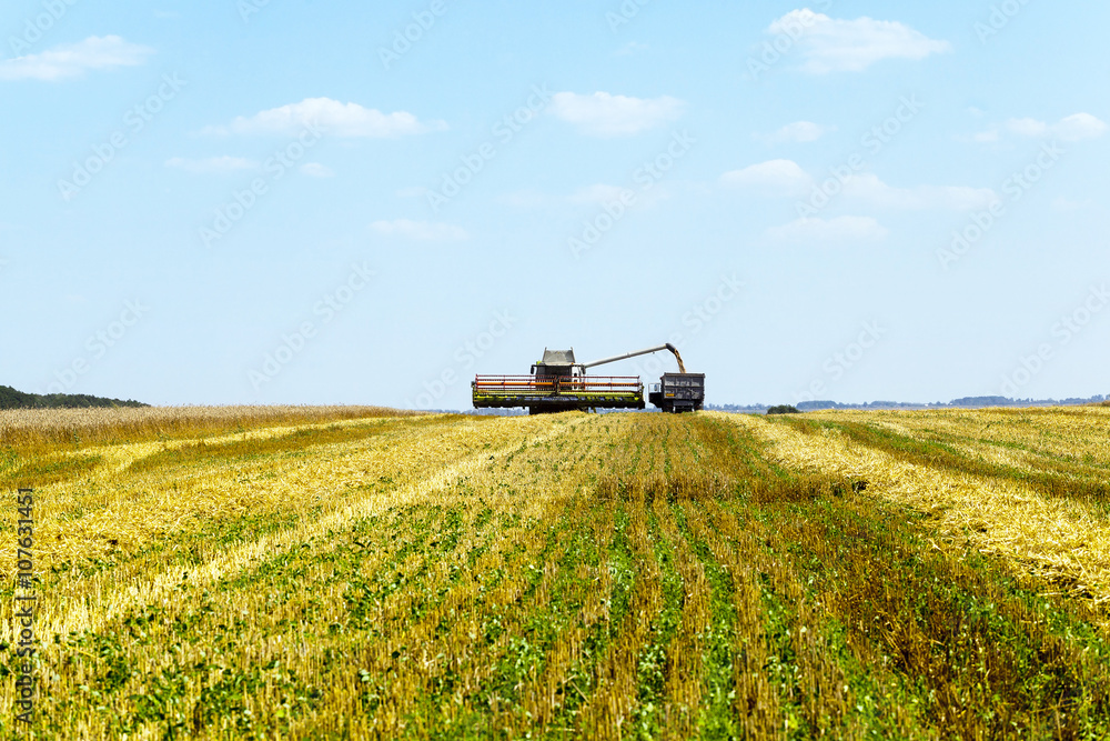Fototapeta premium harvesting of cereals