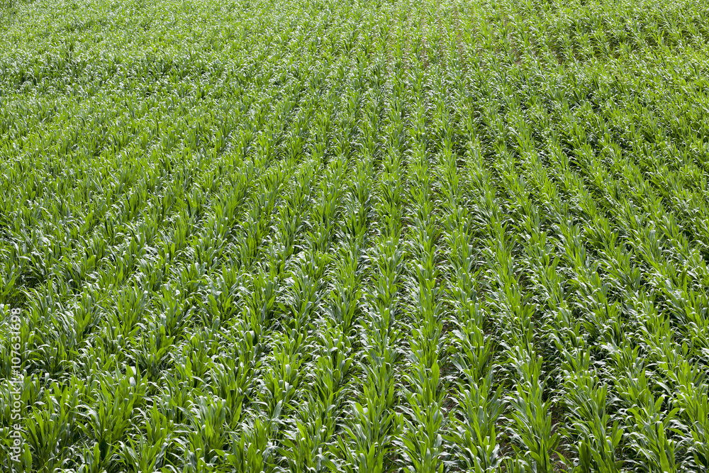Field with corn 