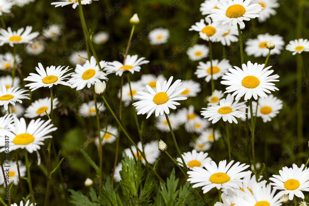 Fototapeta premium white daisy, spring