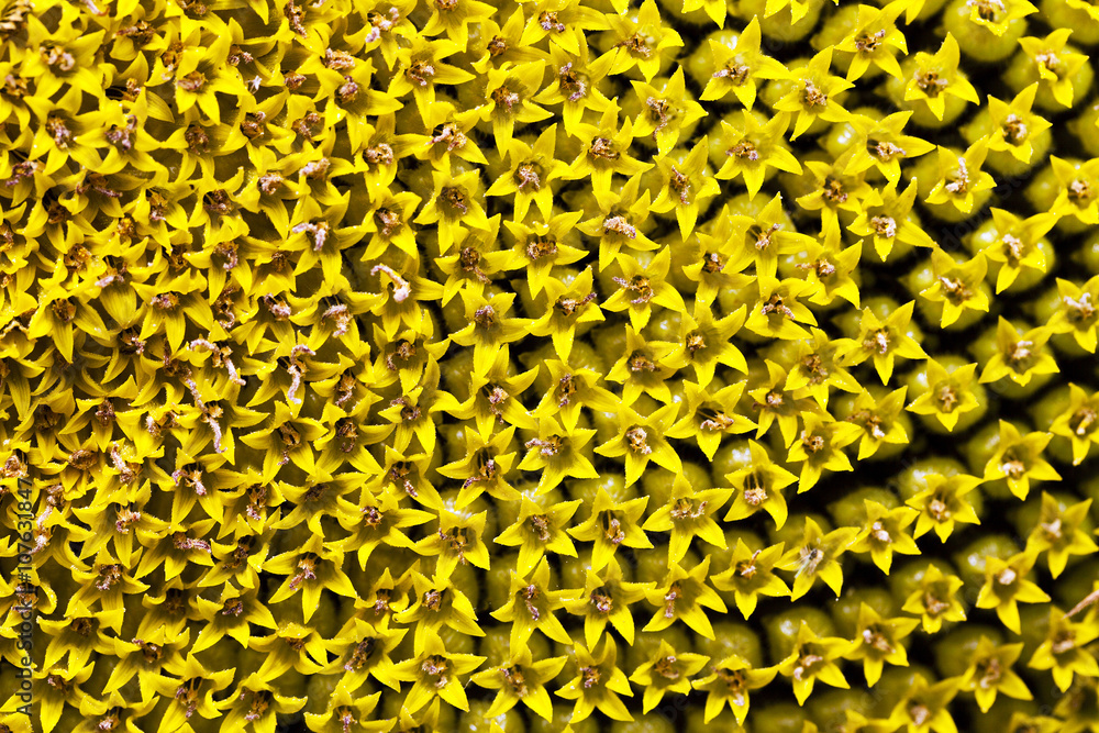 ripe sunflower close-up  