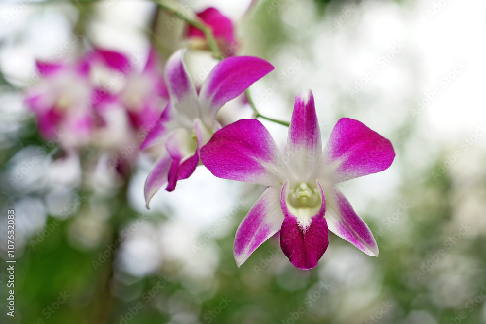 beautiful orchid flower beautiful orchid flower
