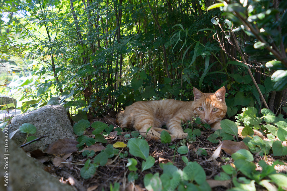 木陰の猫