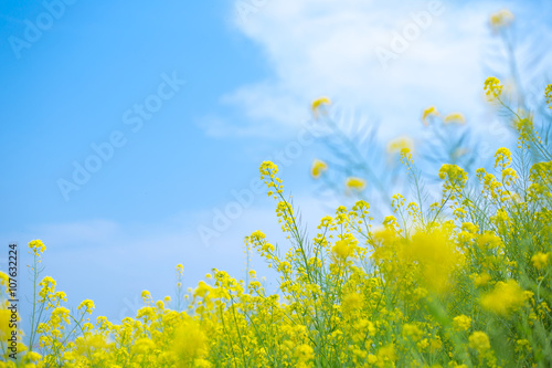 菜の花
