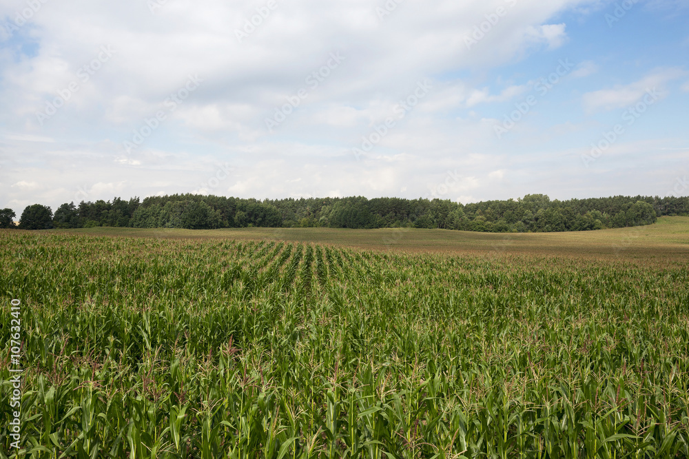 corn field, agriculture corn field, agriculture