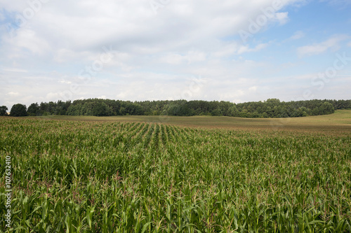 corn field, agriculture 