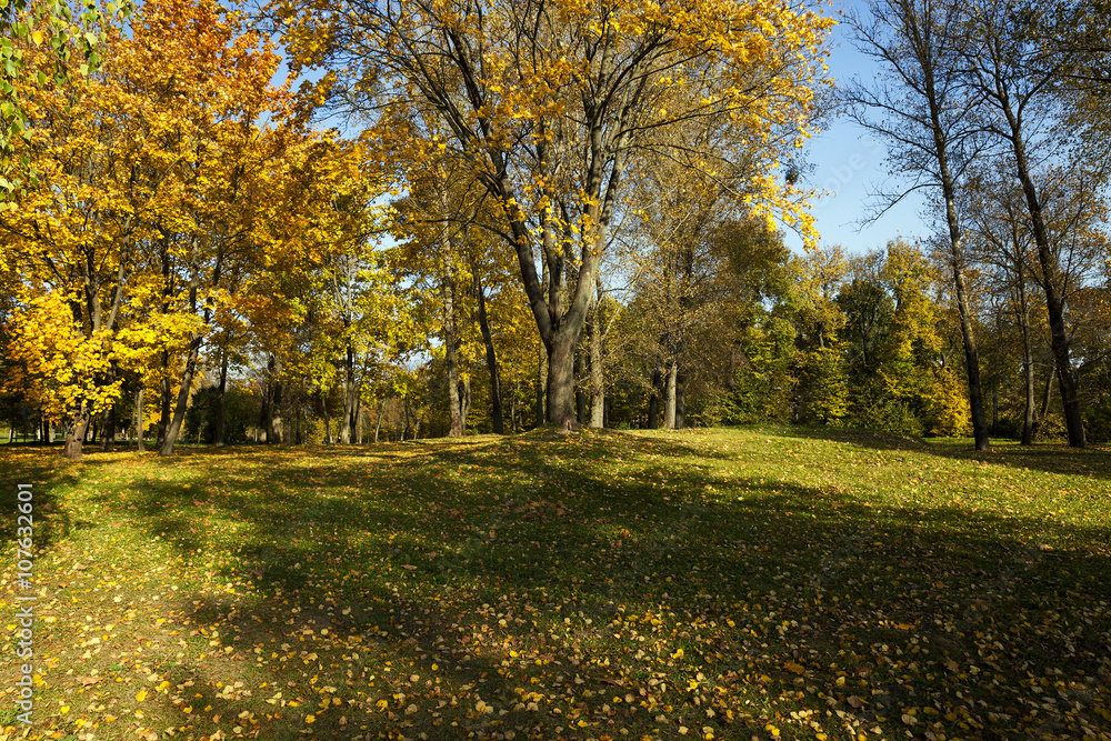 autumn forest ,  Belarus