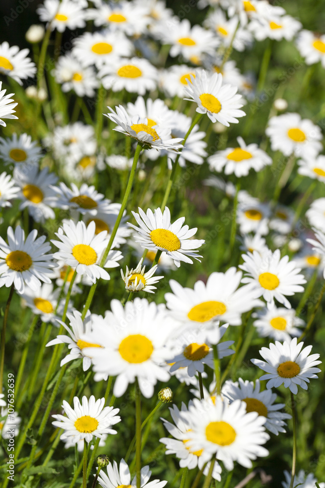 white daisy ,spring white daisy ,spring