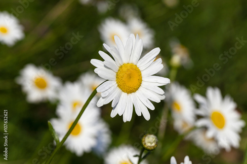 white daisy, spring © rsooll