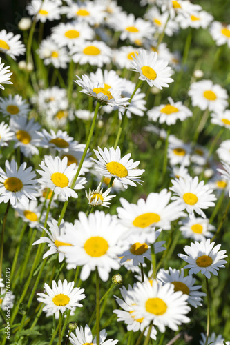 white daisy ,spring