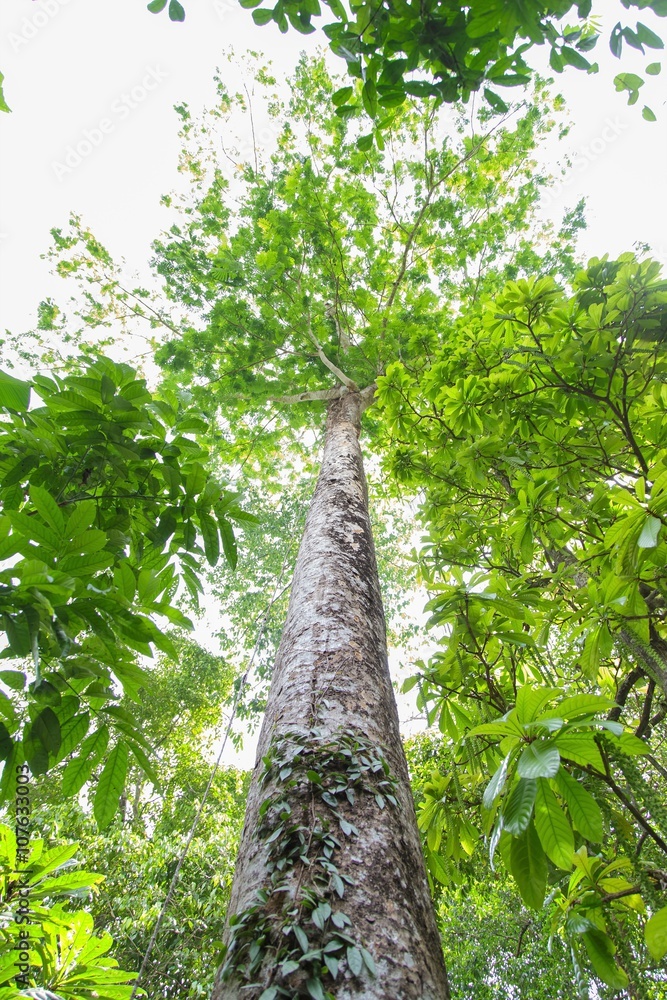 Fototapeta premium Dipterocapus tree, big tree in deep forest , Thailand