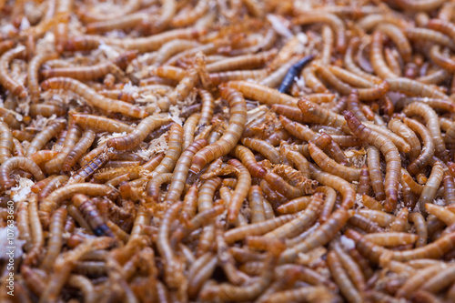A pile of living mealworms larvae. This worm is used as food for feeding birds, reptiles or fish. The image can be used as abstract background © Jenov Jenovallen