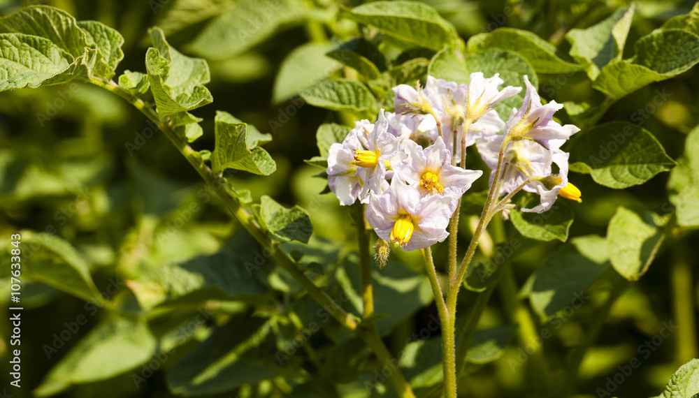 potato field ,  Belarus