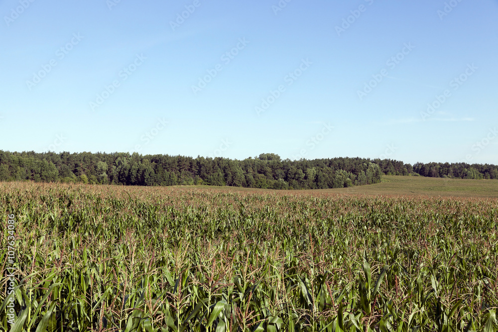 Corn field, summer Corn field, summer