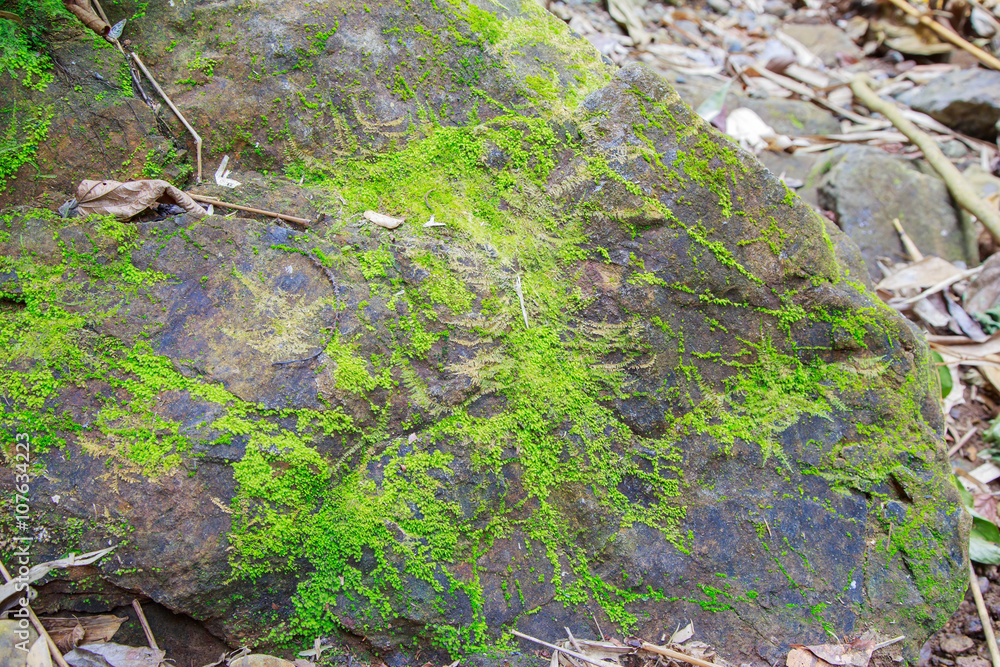 Fototapeta premium Green moss and rock