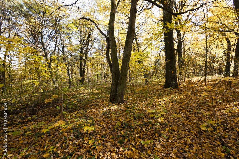 Fototapeta premium autumn forest, Belarus
